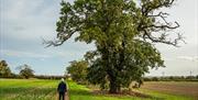 Man walking along field footpath by big old oak tree, by James Crisp