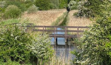 Wooden boardwalk crossing marshy area, surrounded by green grass and flowering blackthorn at Ironworks Meadow
