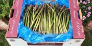 Box of fresh asparagus from Thorogood Asparagus