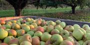 Trays of picked apples at Daymens Hill Farm