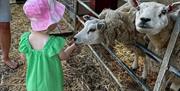Small girl feeding a sheep at Woodstock Farm