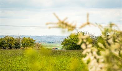 Green fields with sprigs of blackthorn flowers in the foreground