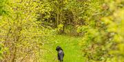 A black cat prowls through the green paths