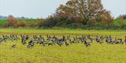 Brent Geese on field at Goldhanger