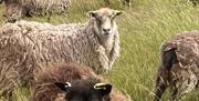 Sturdy rare breed sheep at Lauriston Farm produce meat, sheepskins and undyed yarn