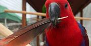 Bright red bird holding a feather in its beak