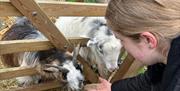 Young woman feeding goats by hand at Maldon Prom Zoo