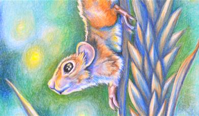 Field Mouse on wheat in coloured pencil