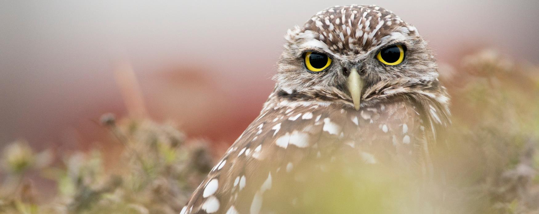 An Owl resting on a branch