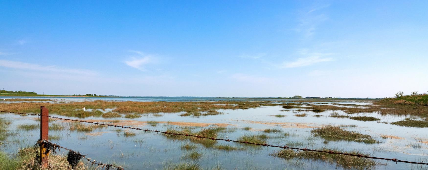 A view of the saltmarsh coast