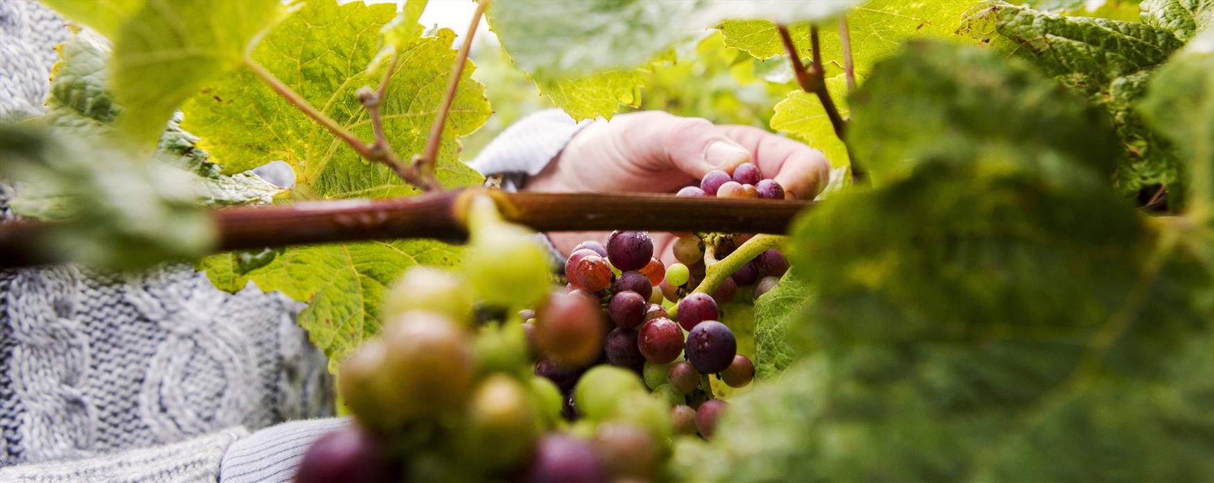 Person picking grapes in vineyard