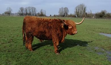 towerhill animal sanctuary - bartholomew hornblower