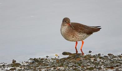 Dengie National Nature Reserve