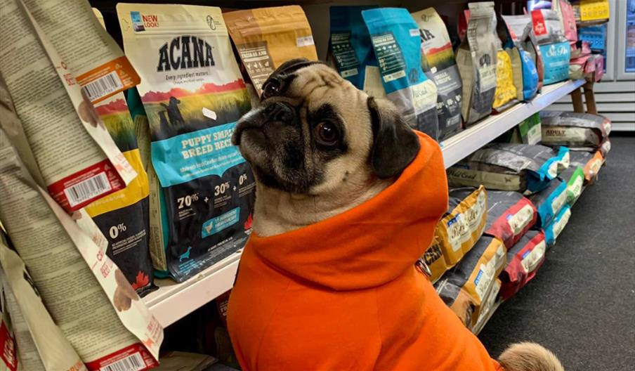 Cute dog in orange coat looking at dog food at Maypole Pet & Garden Centre