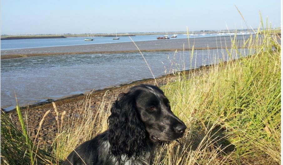 dog on sea wall at brunham wick farm