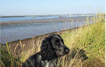 dog on sea wall at brunham wick farm