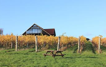 Clayhill Vineyard