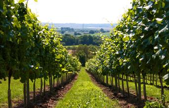 Martin's Lane Vineyard