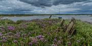 Sea lavender on Tollesbury marshes