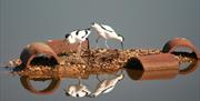 Avocets at North Fambridge, by Andrew Taylor