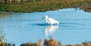 Little egret, a white wading bird, in a seawater pool at Goldhanger, by James Crisp