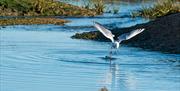 Seabird diving for food in the Blackwater estuary near Goldhanger, by James Crisp