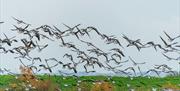 Brent geese in flight at Goldhanger, by James Crisp