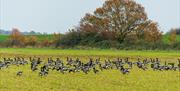 Brent geese in a field at Goldhanger, by James Crisp