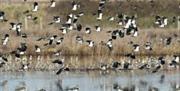 Flock of lapwings in flight at Blue House Farm