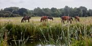 Horses along the Chelmer and Blackwater Navigation