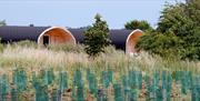 glamping pods, vineyard, field, Southey Creek Glamping, Bramble Hall Farm, view