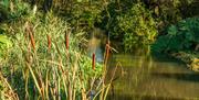 Fishing lake near Little Braxted