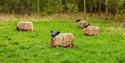 Wooden sculptures in Southminster Jubilee Wood