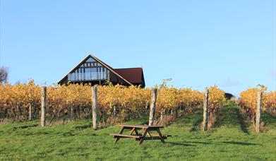 Clayhill Vineyard