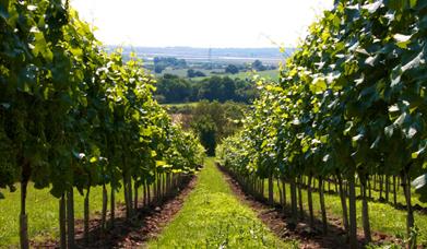 Martin's Lane Vineyard