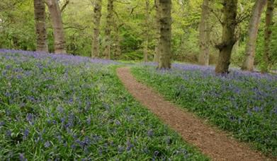 shut-heath-wood-essex-wildlife-trust