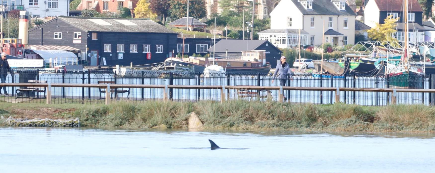 Common dolphin in Maldon by Chris Bourne