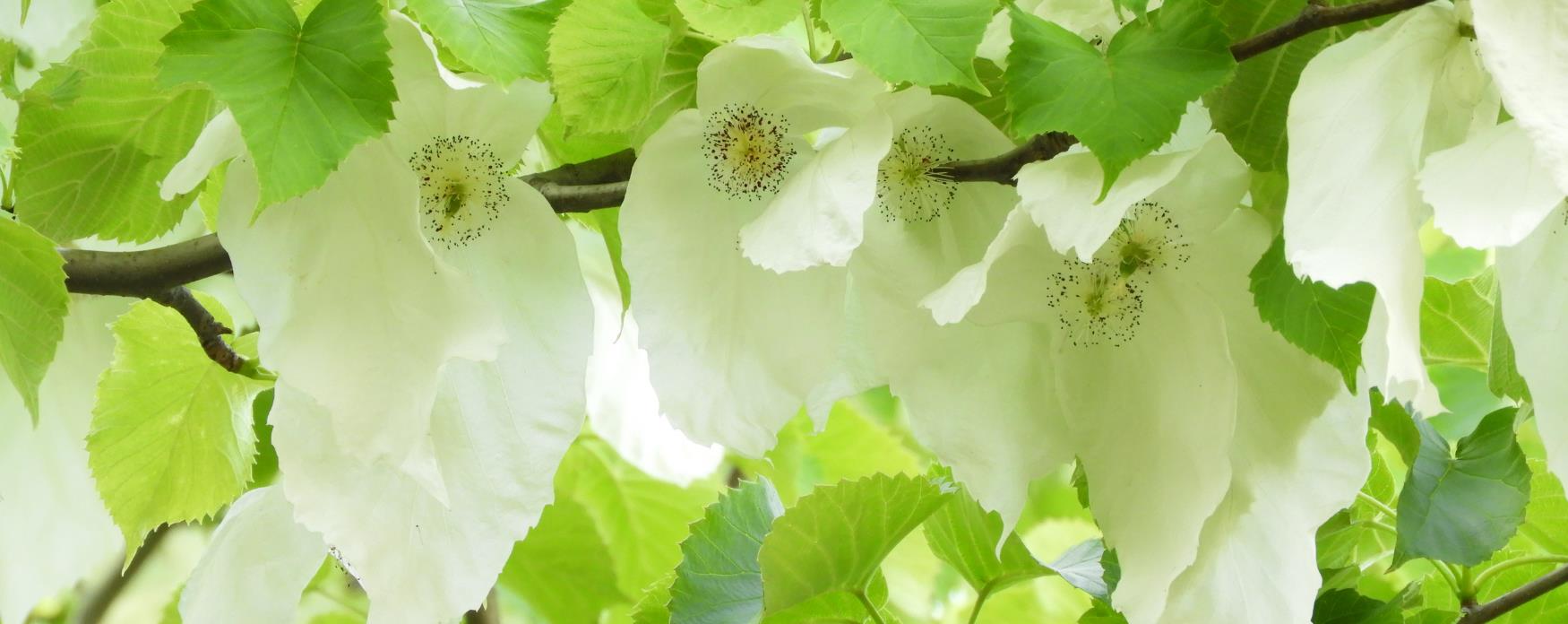 Branch of Handkerchief tree with beautiful hanging white flowers