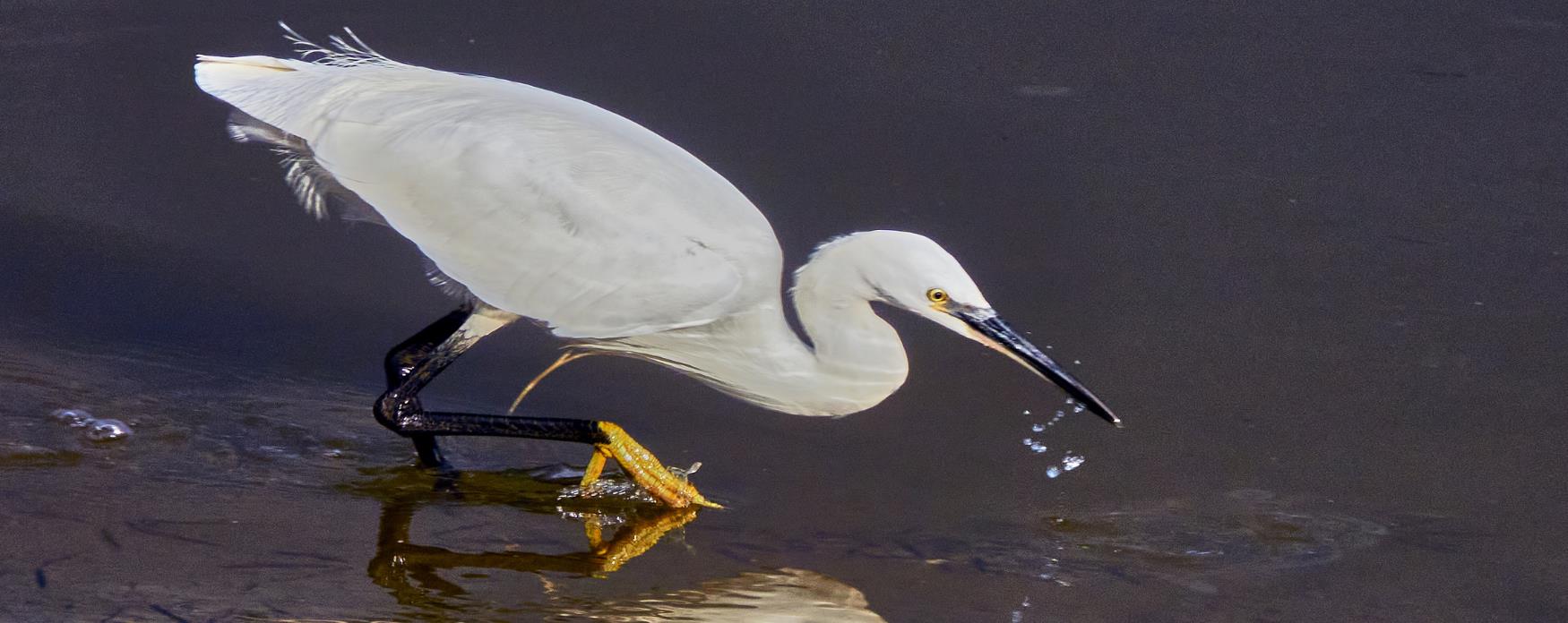 A Little Egret bird wading through shallow water