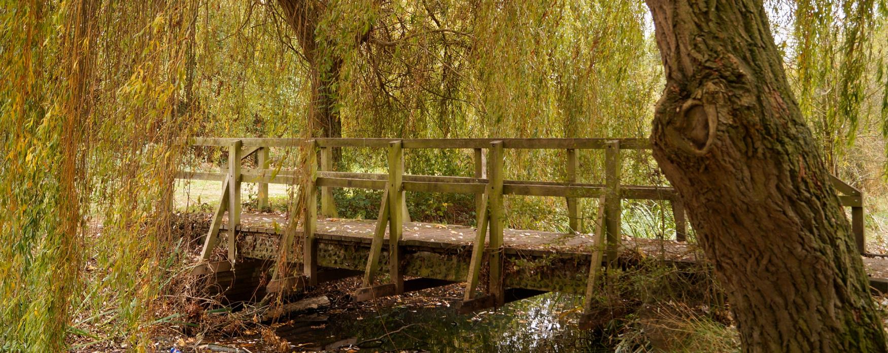 Bridge and willow tree in the autumn