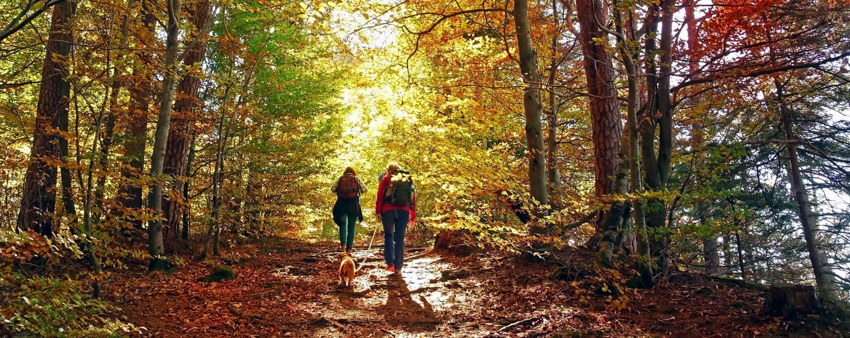 A couple walking through woodland with a dog