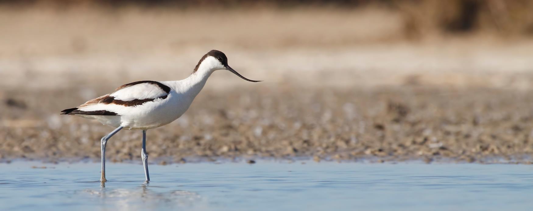 An Avocet bird wading in shallow water