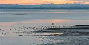 Blackwater Estuary towards dusk with seabirds, James Crisp