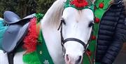 Christmas decorated horse at Woodstock Farm