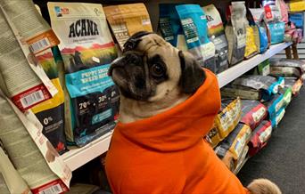 Cute dog in orange coat looking at dog food at Maypole Pet & Garden Centre