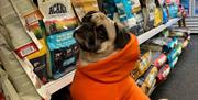 Cute dog in orange coat looking at dog food at Maypole Pet & Garden Centre