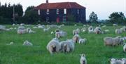Blue House Farm with sheep and lambs grazing in the foreground, by Paul Harris
