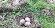 Three large, speckled eggs in a nest on the ground at Blue House Farm