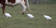 Cattle egret at Blue House Farm, by John Lilley