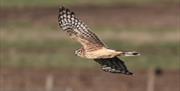 Hen harrier in flight over Blue House Farm, by John Lilley